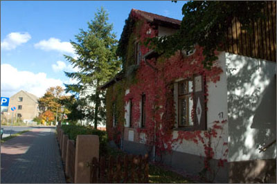 Wilder Wein am Haus unbearbeitet