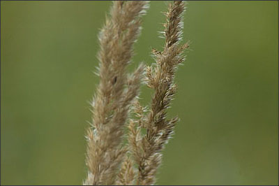 Strohhalm - Test Objektiv Sigma DL Macro 70-300 mm