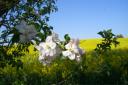 Apfelblüte im April