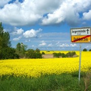 Originalfoto: Raps bei Angermünde