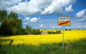 Originalfoto: Raps bei Angermünde
