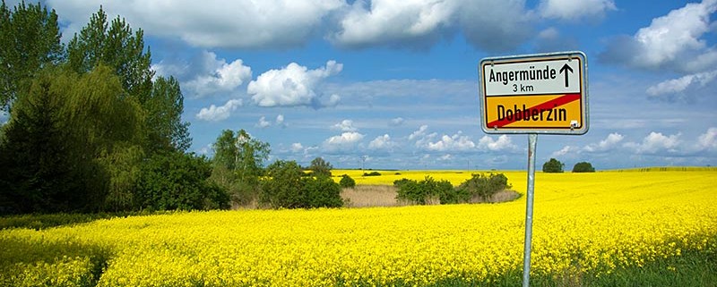 Originalfoto: Raps bei Angermünde