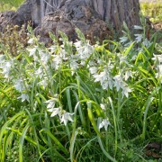 Nickender Milchstern Udo Krause