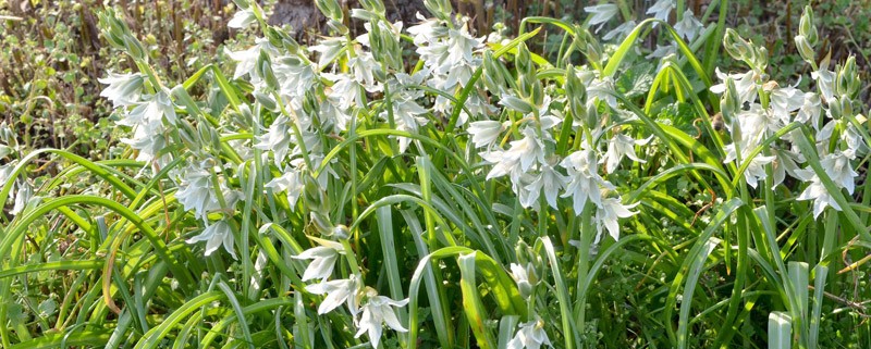 Nickender Milchstern Udo Krause