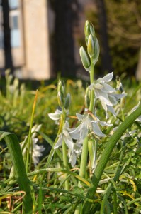 Nickender Milchstern Udo Krause