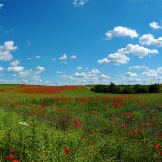Panoramafoto: Mohnblüte in der Uckermark