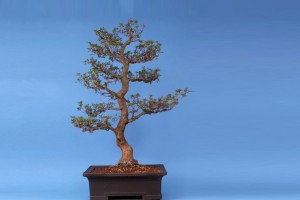 Satsuki Azalee Rhododendron indicum