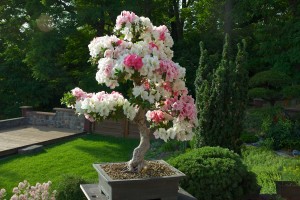 In voller Schönheit - mit dreckiger Schale