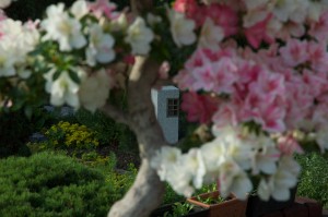 Stamm mit Durchblick zur Steinlaterne