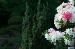 Sattes Grün der Eibe und zarte Blütenfarbe