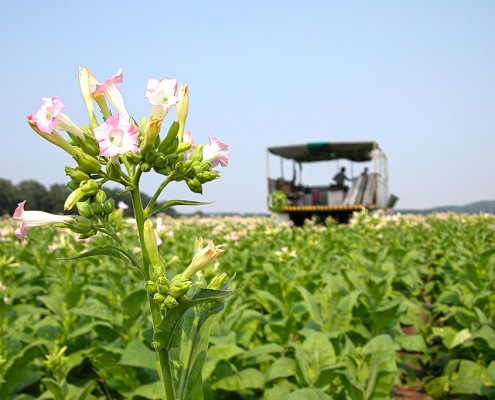Tabakernte in Vierraden, Uckermark