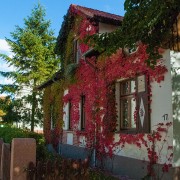 Wilder Wein an der Fassade