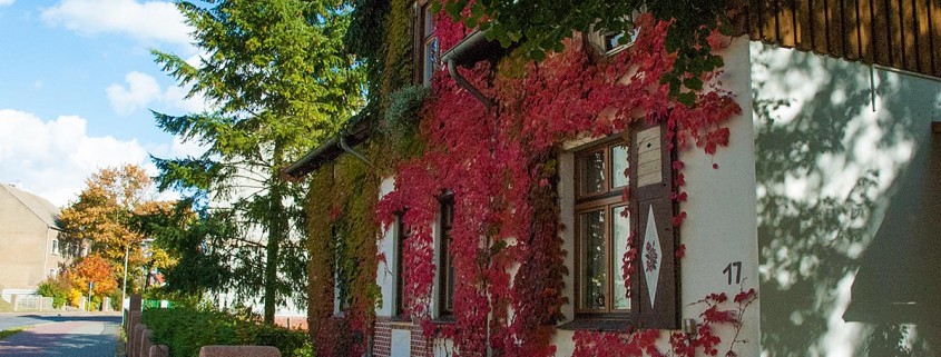 Wilder Wein an der Fassade