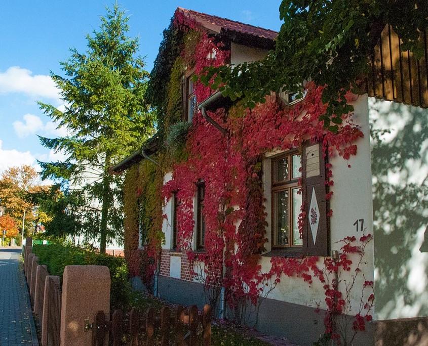 Wilder Wein an der Fassade