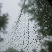 Spinnennetz mit Tautropfen