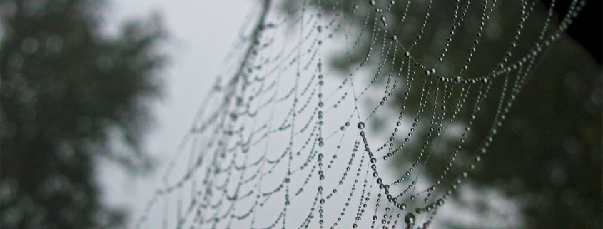 Spinnennetz mit Tautropfen