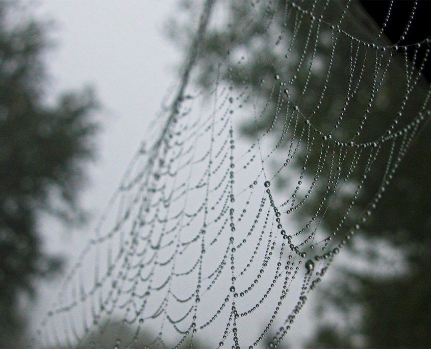 Spinnennetz mit Tautropfen