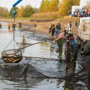 Abfischen der Karpfenteiche