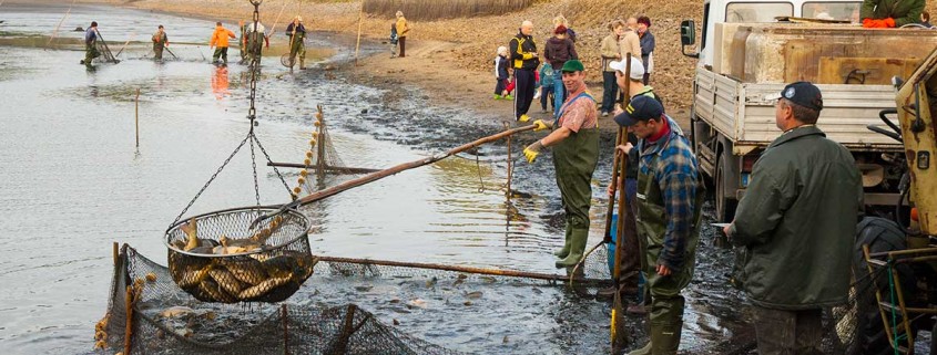 Abfischen der Karpfenteiche