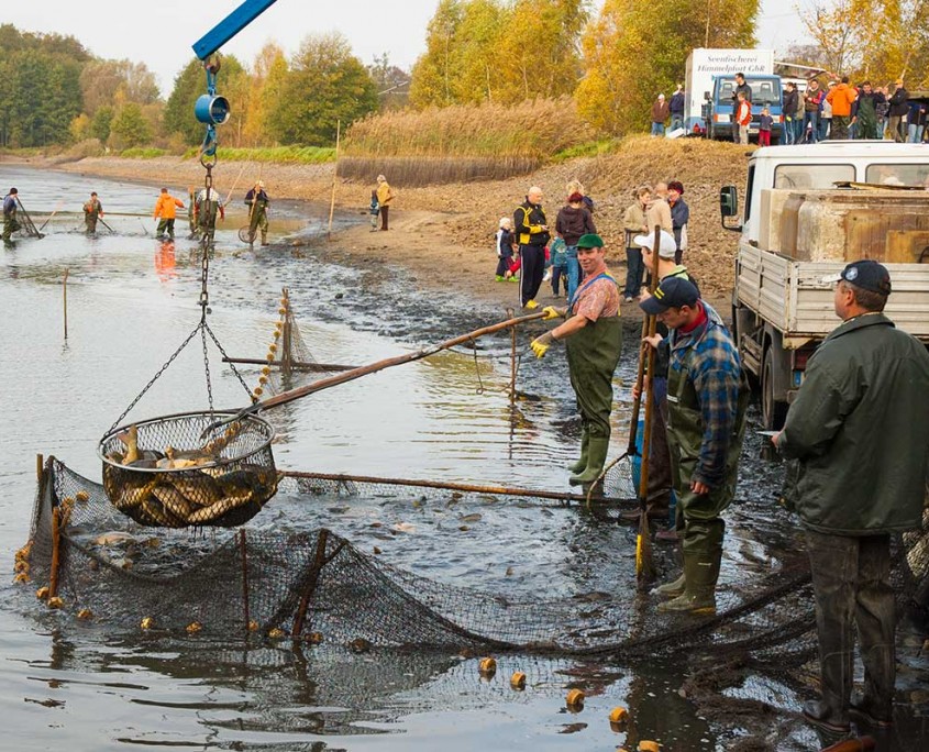 Abfischen der Karpfenteiche